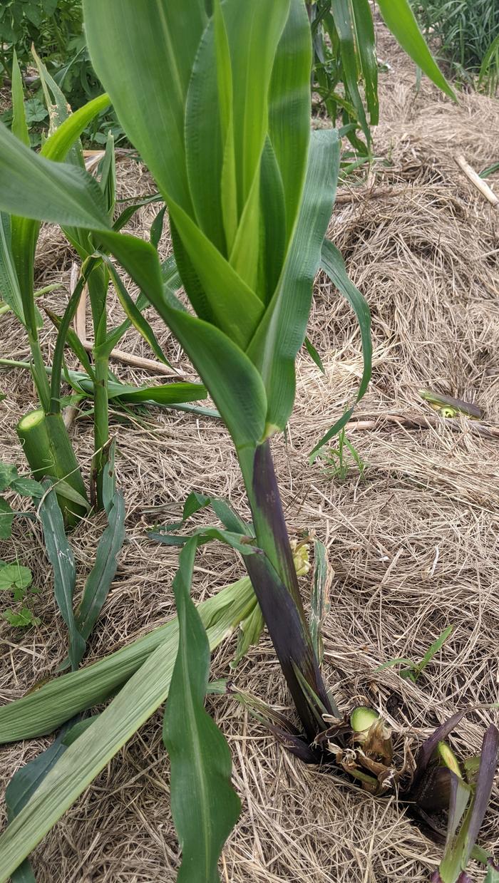 Main stalk removed to allow suckers to take over