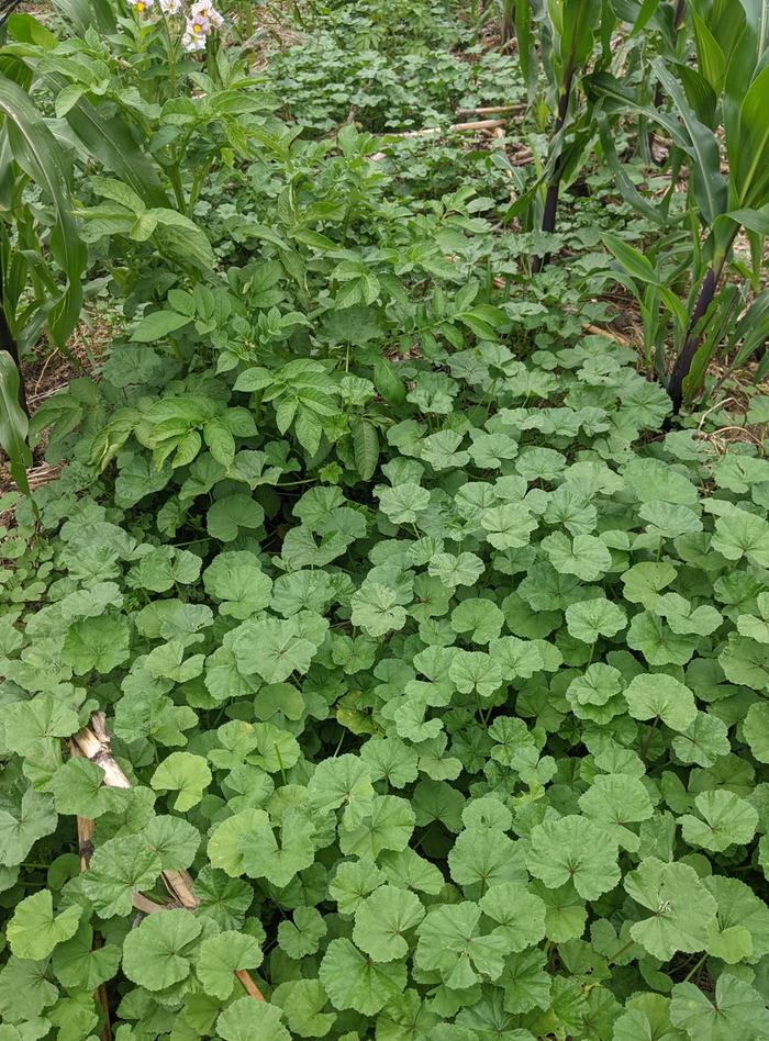 Mallow