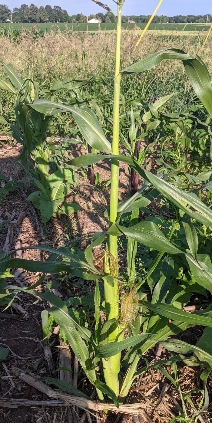 Mountain Morado corn setting an ear and pollinating