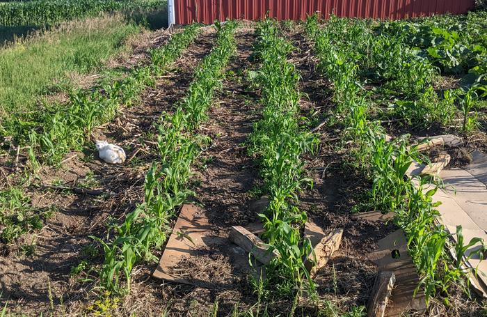Early Sweet Corn