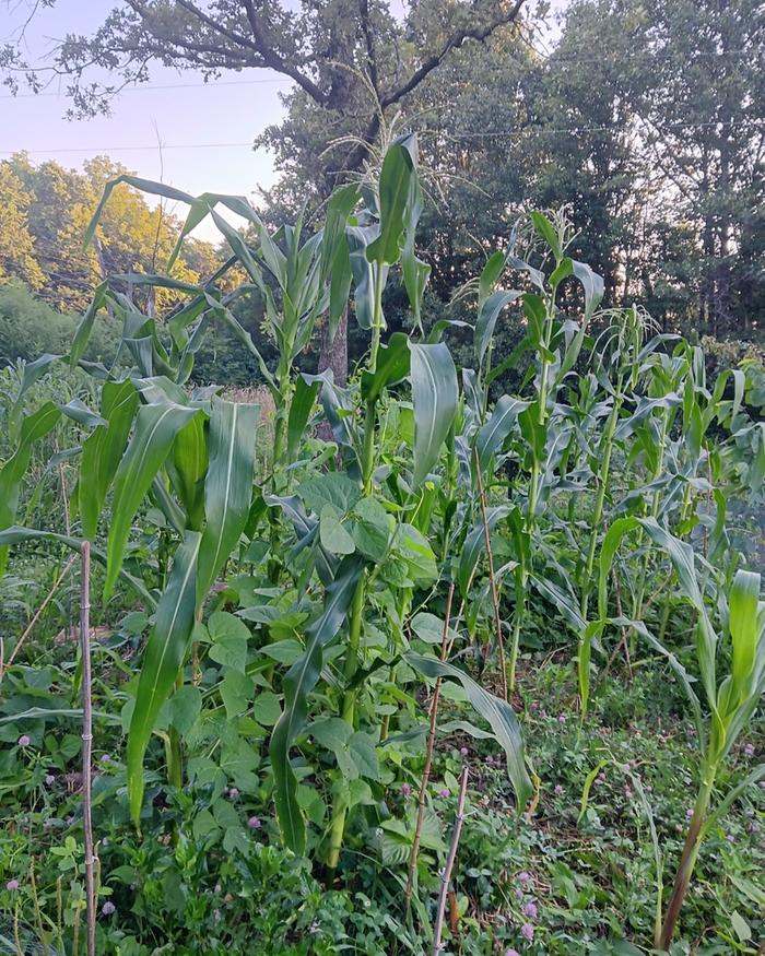  tasseling inca giant with climbing beans