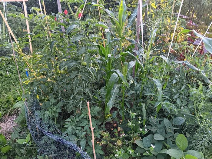 Montana morado amid tomatoes and edamame
