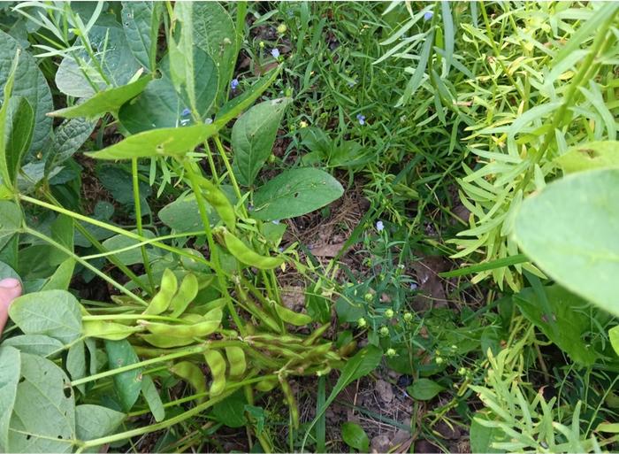 Tankuro edamame pods filling