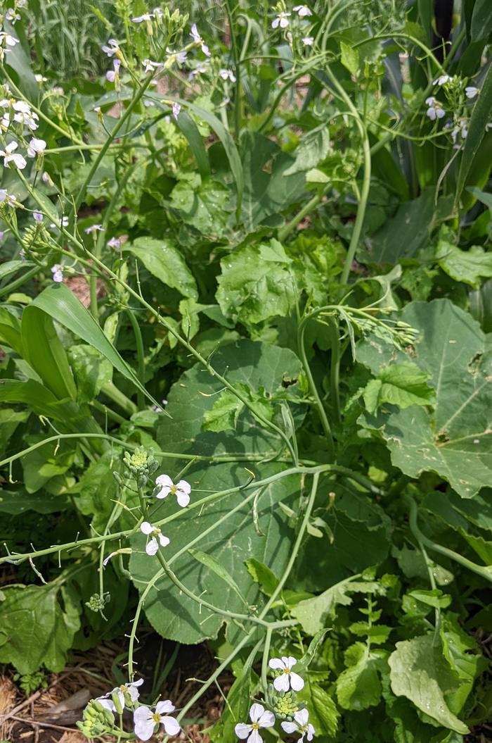 Radish blooming