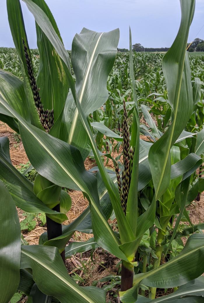 Corn Tasseling