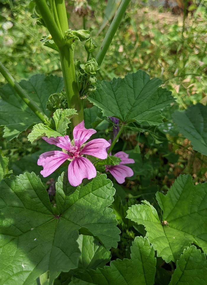 French Hollyhock