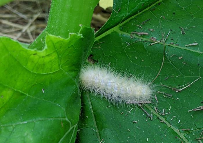 Caterpillar