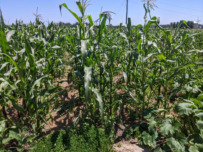 &amp;#91;fieldofcorn.jpg&amp;#93;