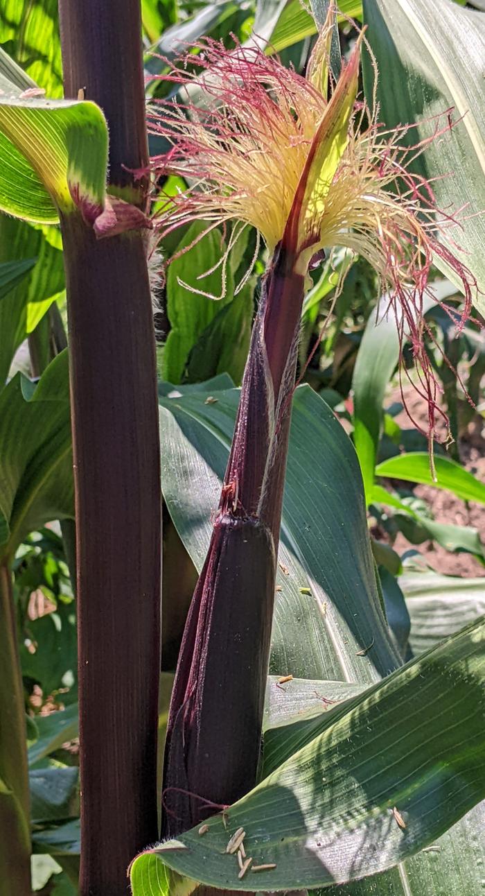 &amp;#91;cornsilk.jpg&amp;#93;