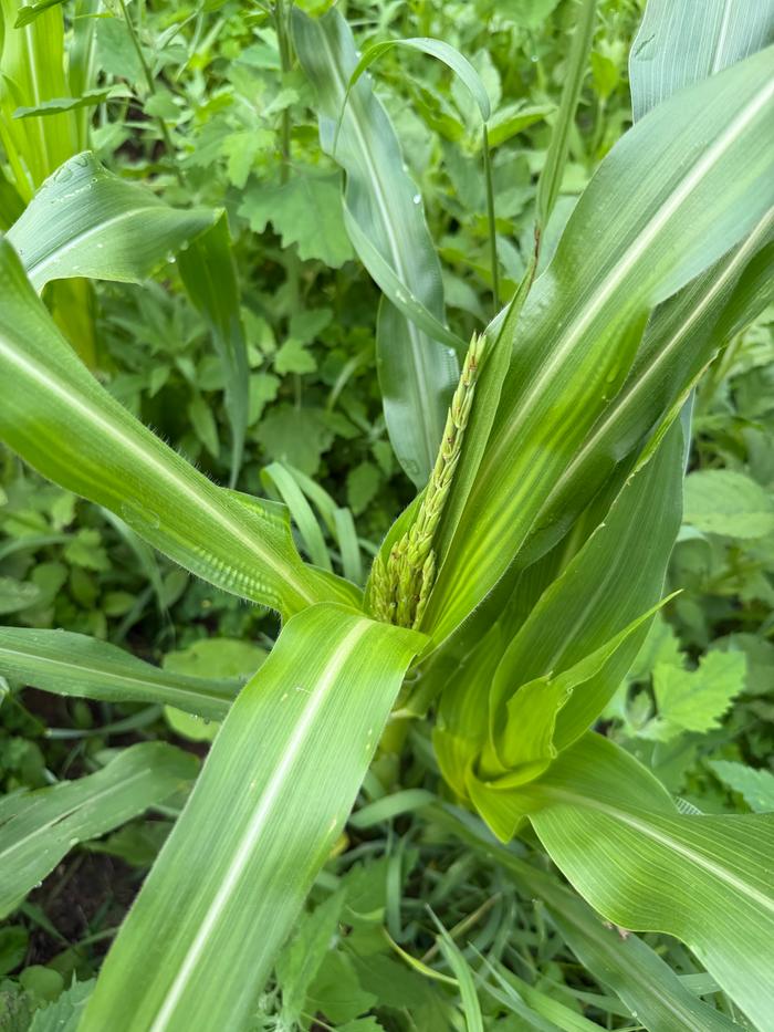 Tassel emergence