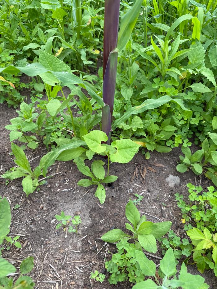 Beans are out but not climbing yet