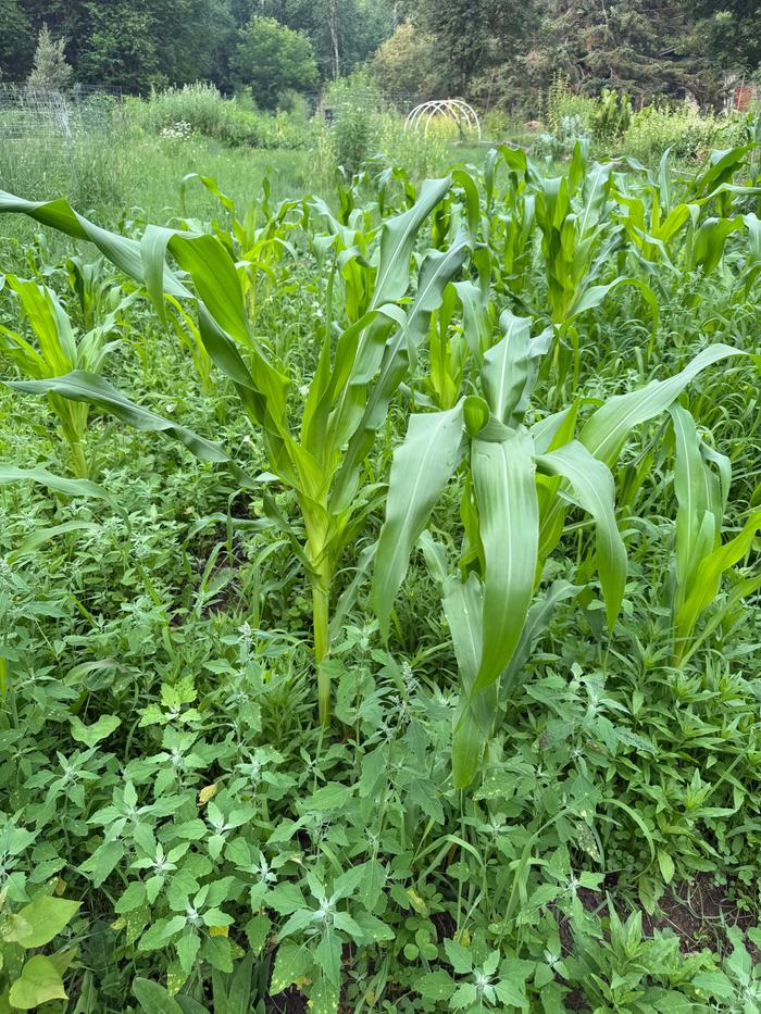 The tallest stalk is about four feet. Two feet is more common. 