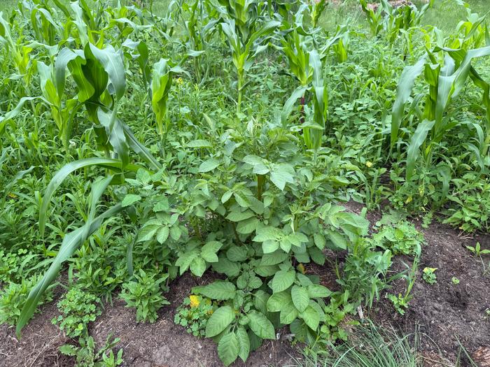 Happy potato volunteer. 