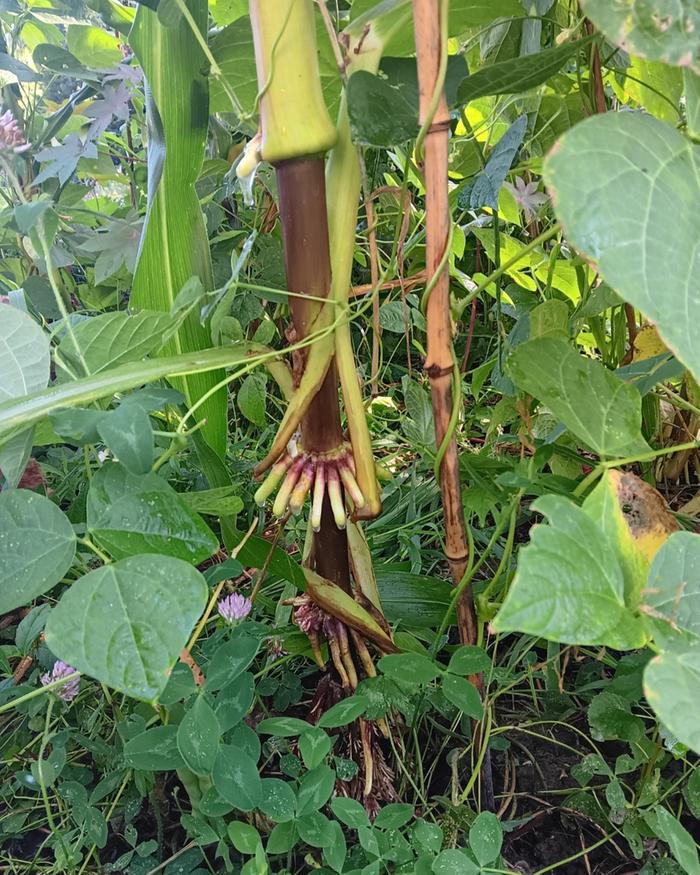 Giant Inca aerial roots