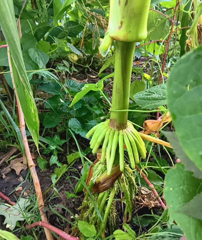 Musilage after rain