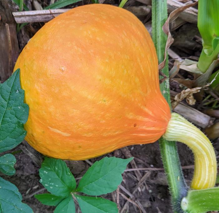 Red Kuri Squash