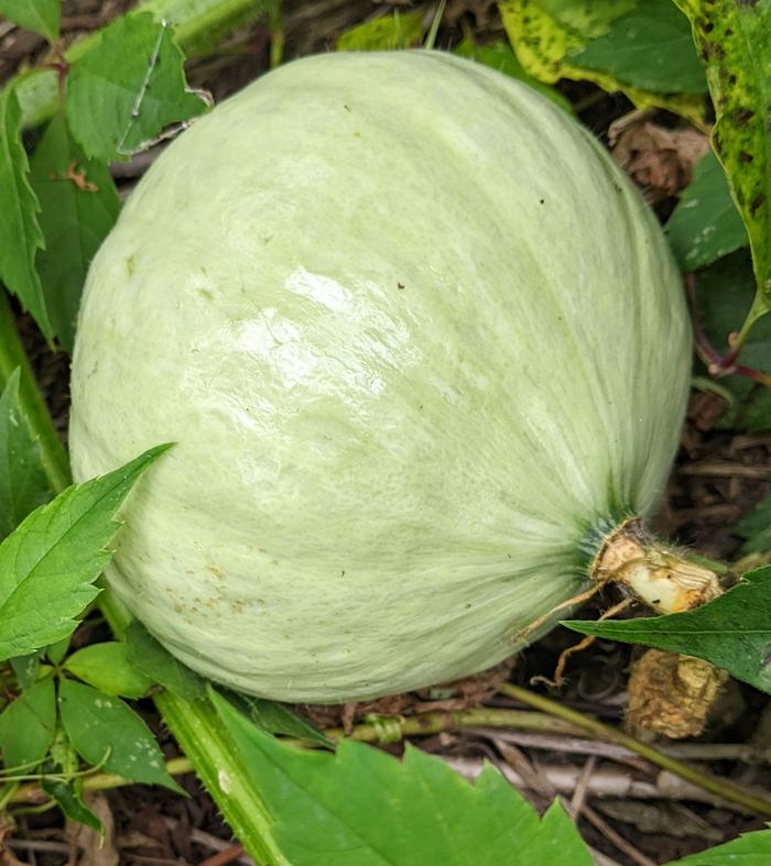 Kabocha