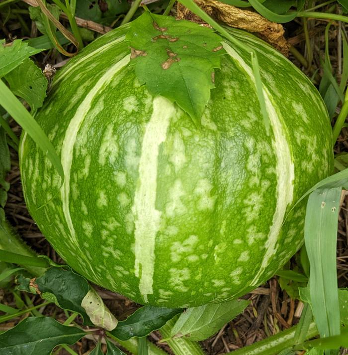 Kabocha