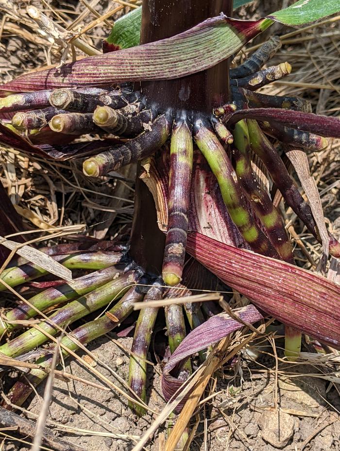 Corn Brace Roots