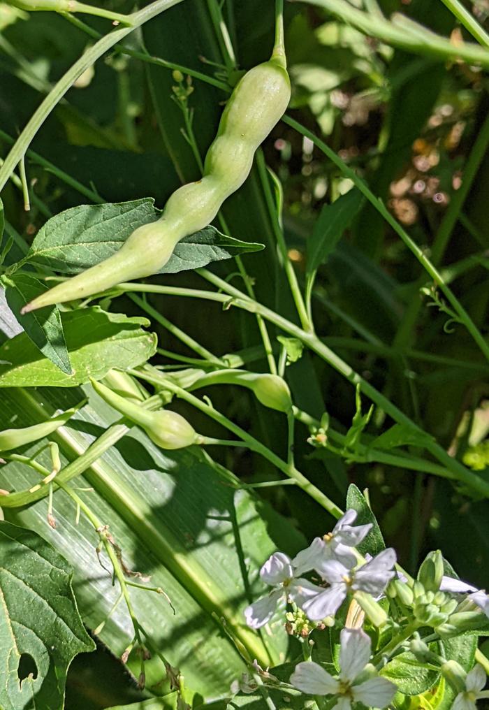 Daikon Radish seed
