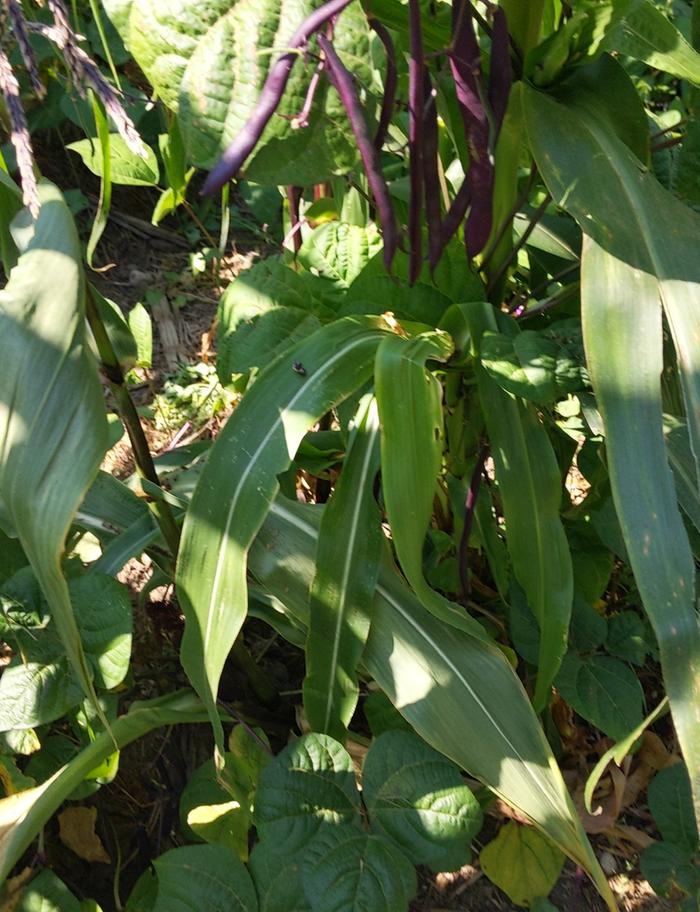 Purple beans on corn