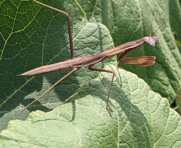 Praying Mantis