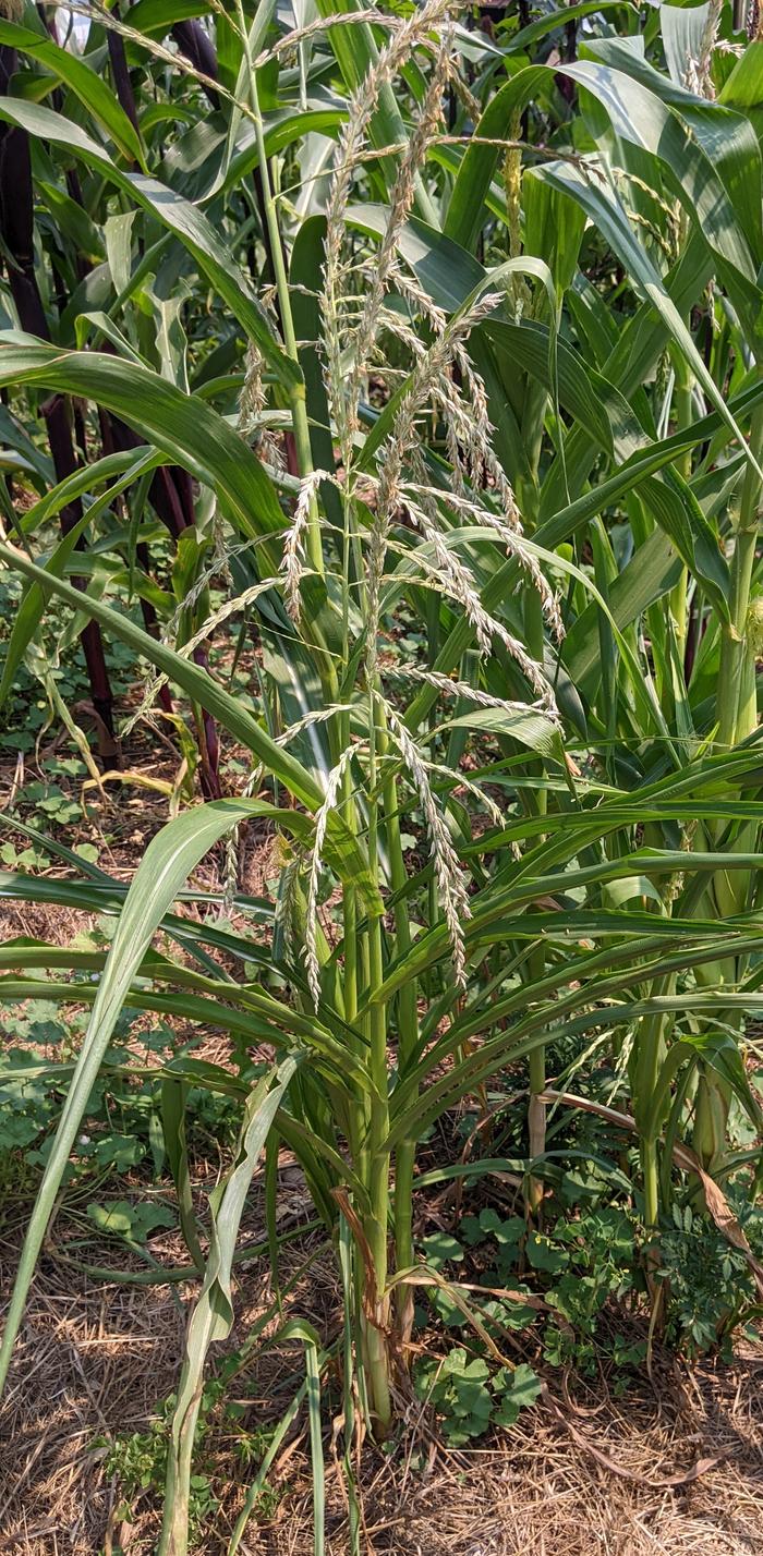 Drought-affected corn.