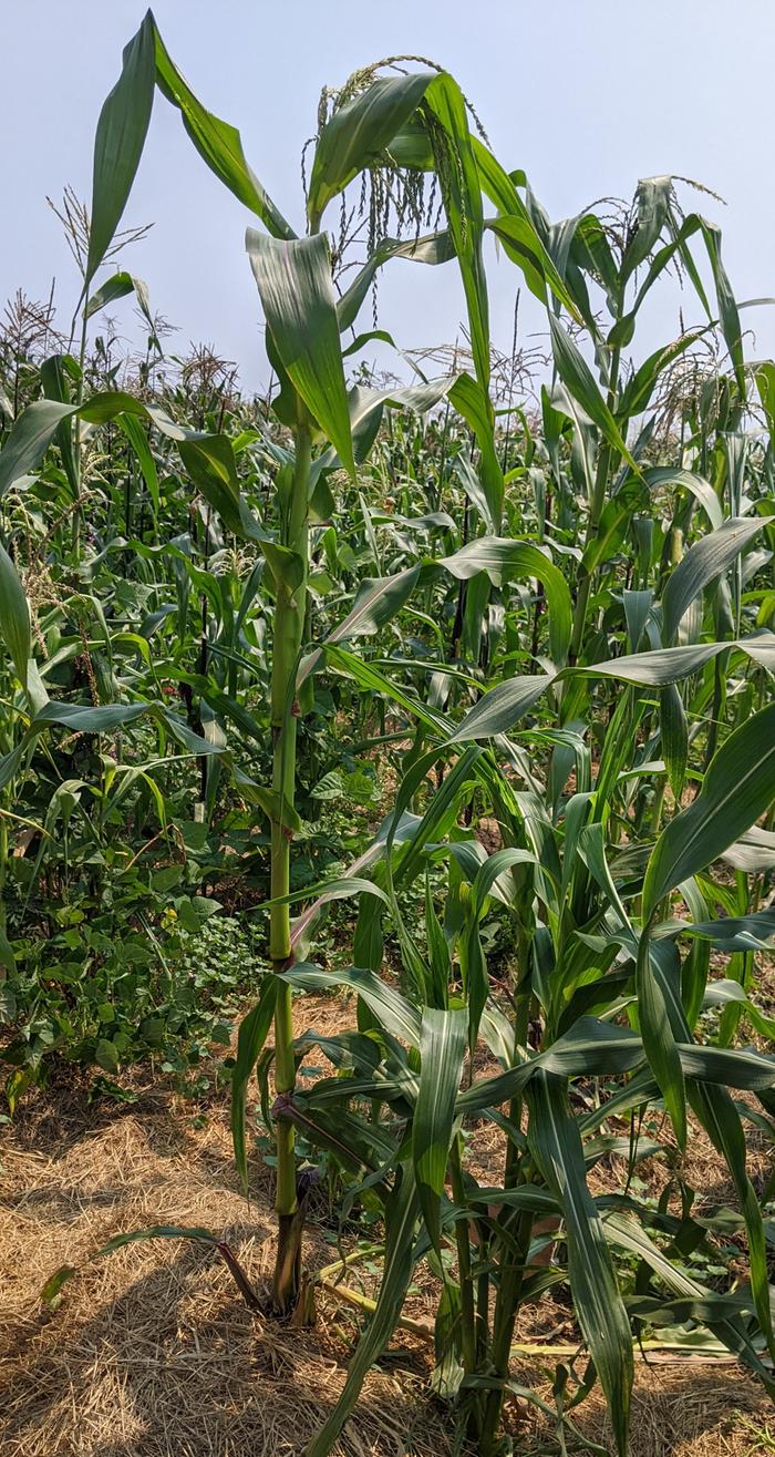 Maize Morado from Baker Creek
