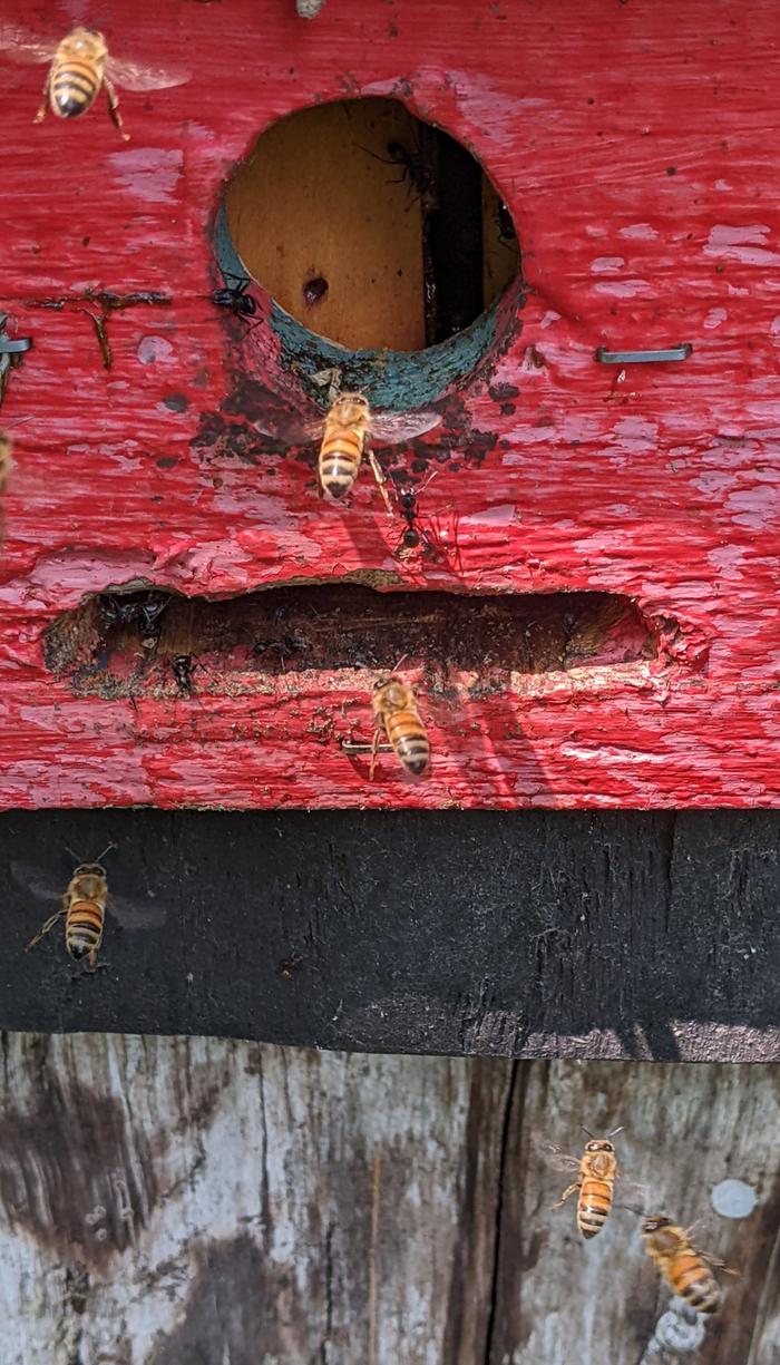 The Ant and Bee War