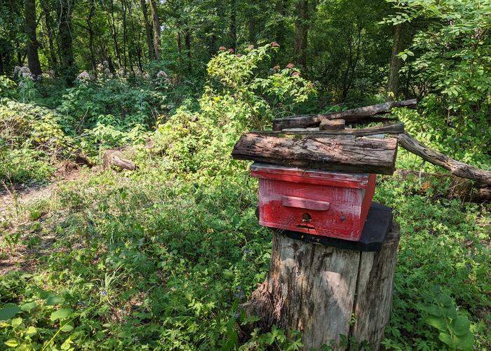 Bee hive in the woods