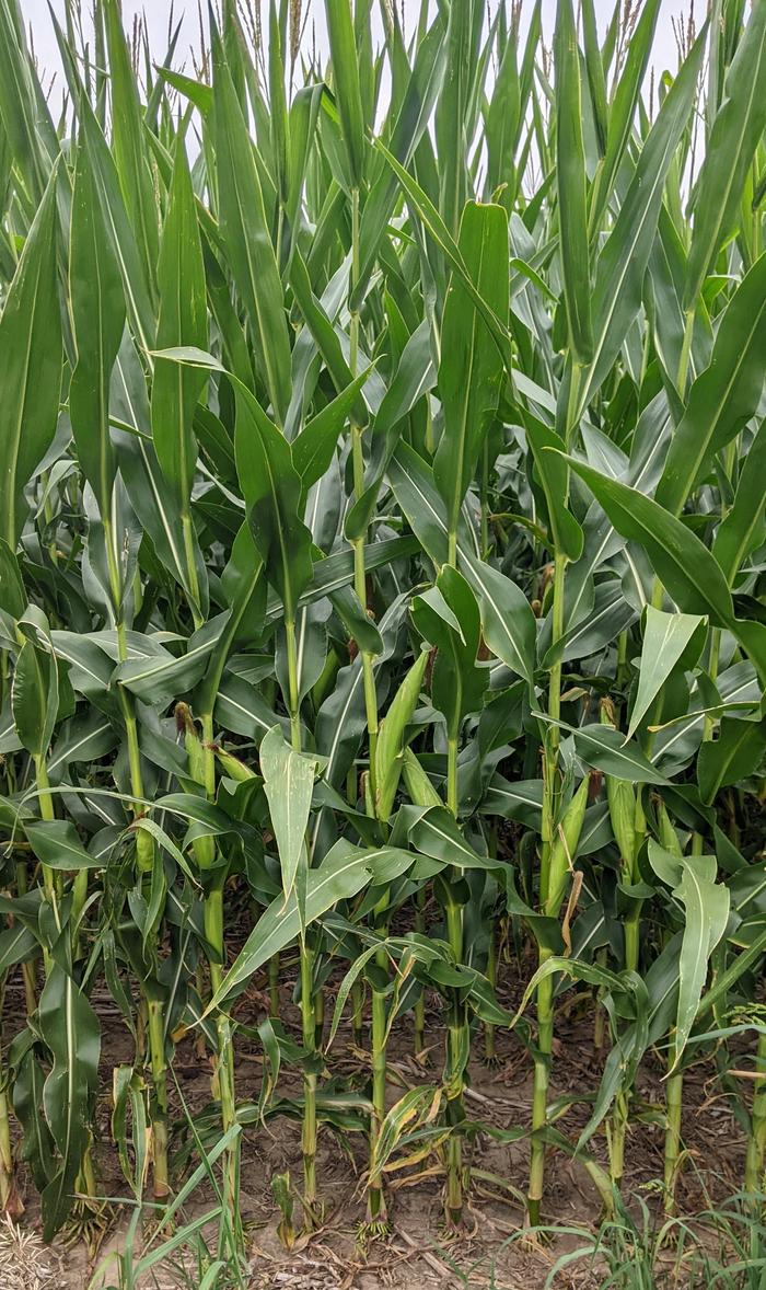 Renk's Hybrid Corn