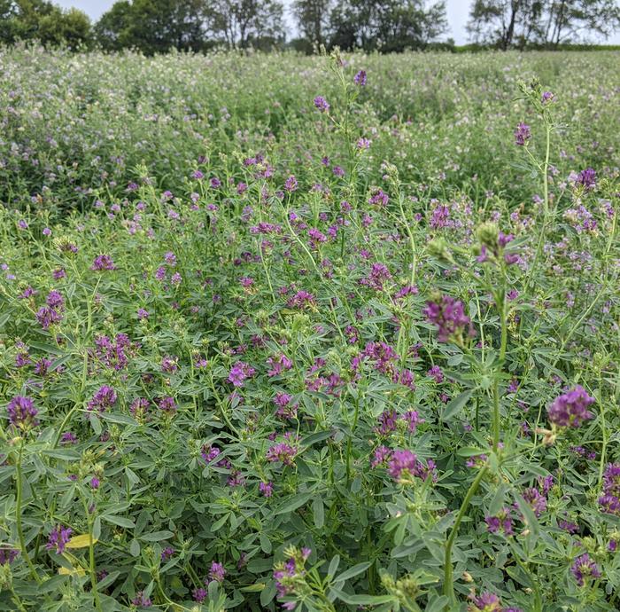 Alfalfa in bloom