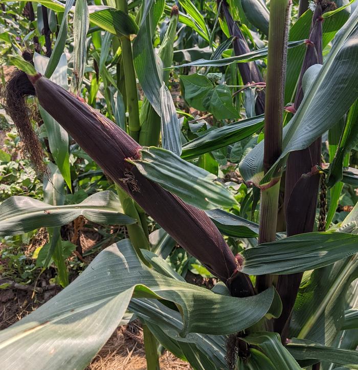 Purple corn