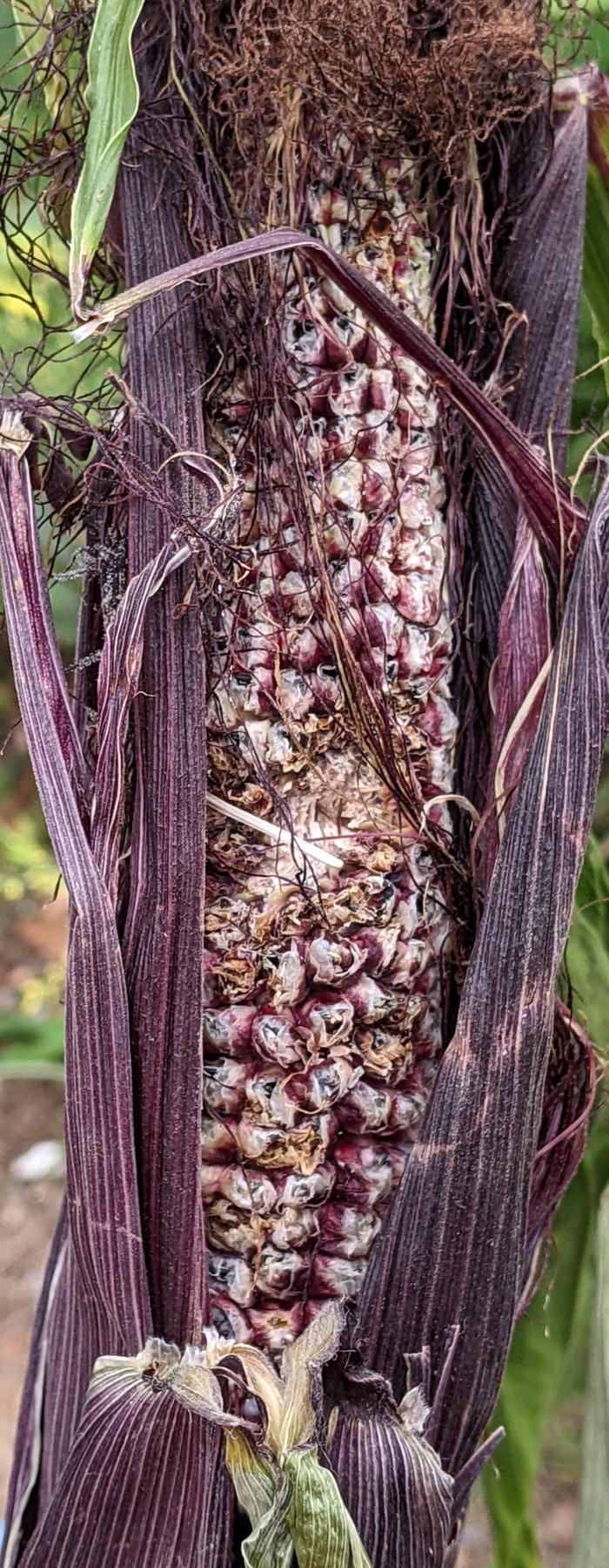 Bird damage to corn