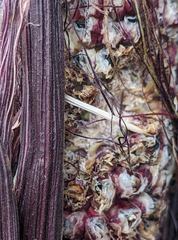Bird damage to corn