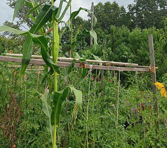 bloody butcher above 6ft tomato trellis 