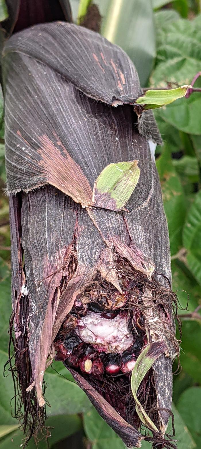 Deer damage to corn