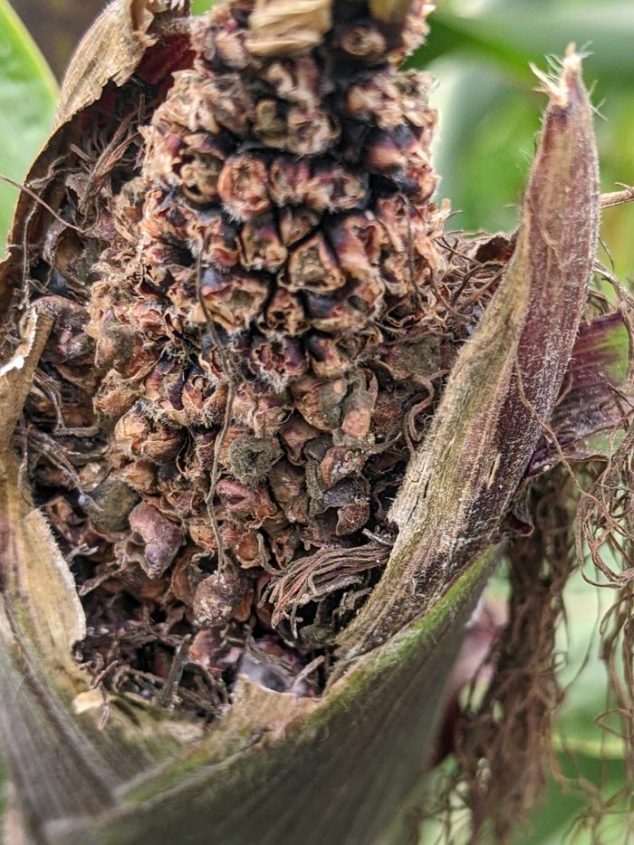 Bird damaged corn
