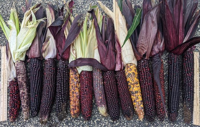 2026 corn harvest
