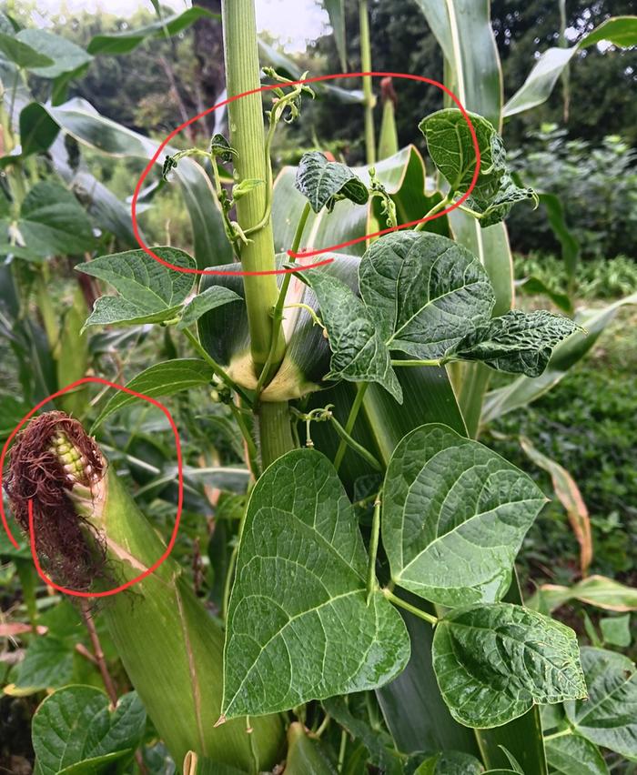 Tip back and short husks. Bean new growth abnormal 