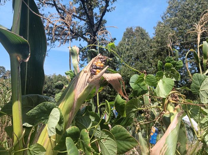 Short husks 