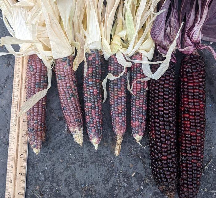 Glass Gem Corn