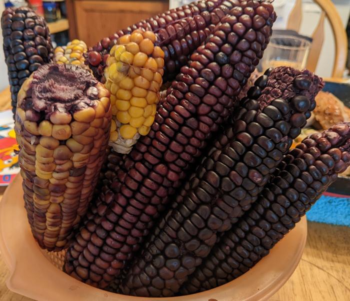 Purple sweet corn