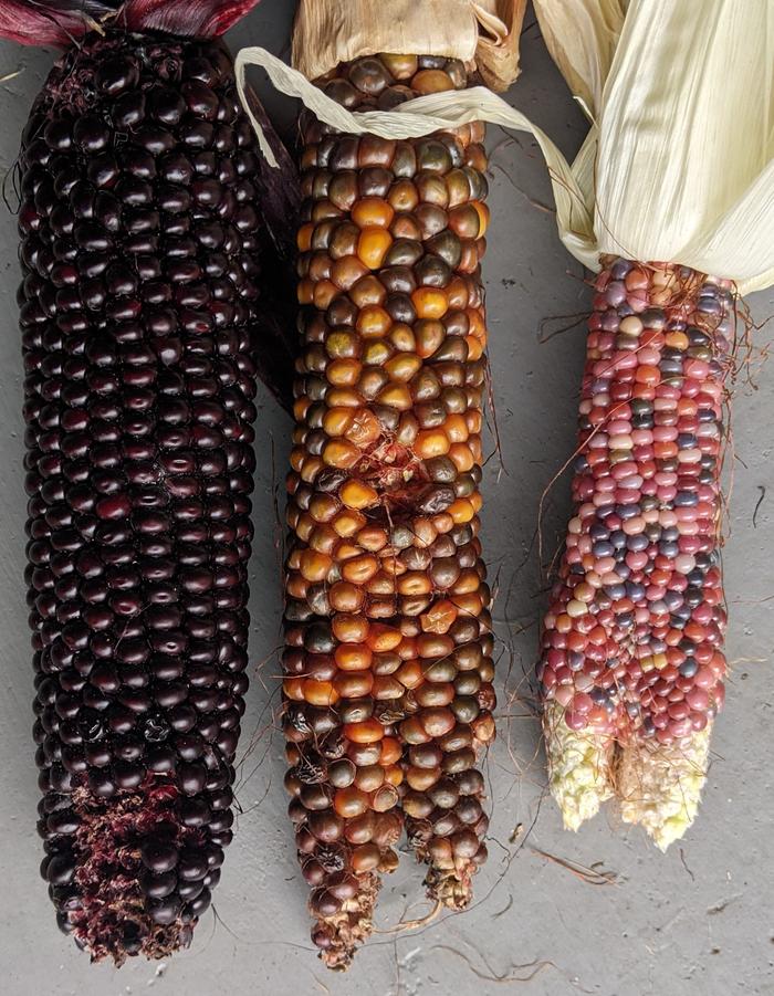 Double tipped corn ears