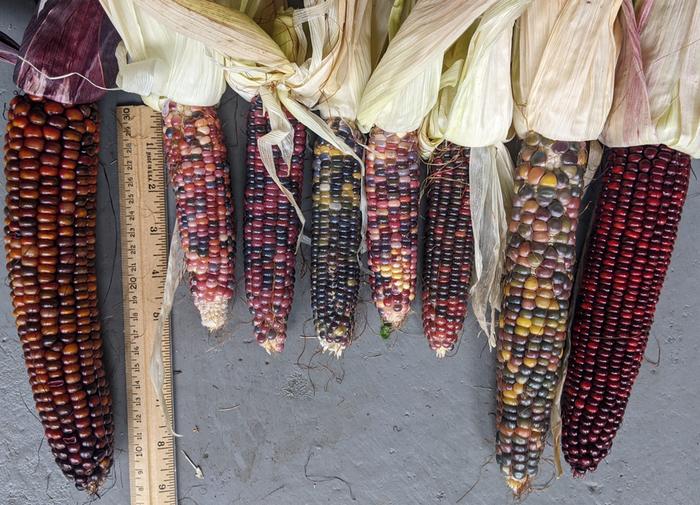 Glass Gem Corn