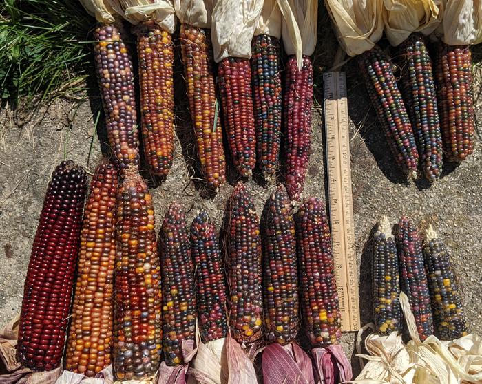 Glass Gem Corn Crosses