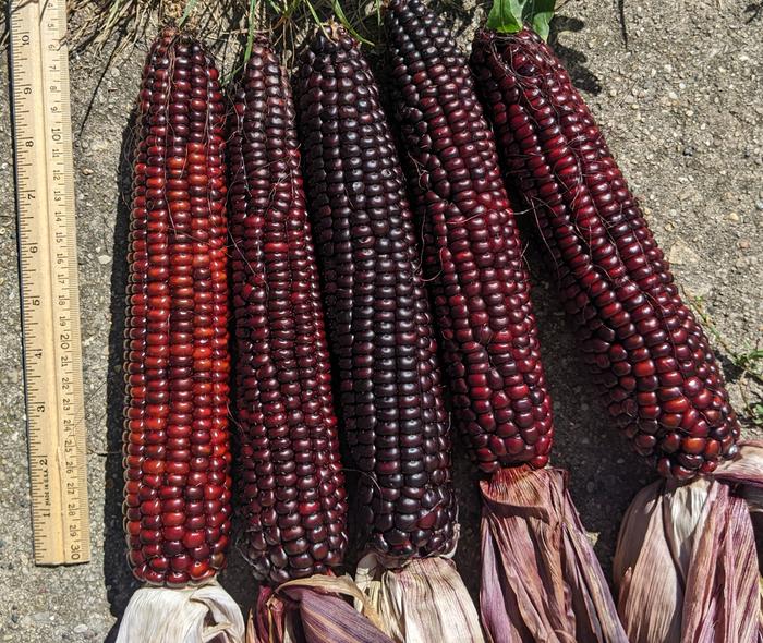 Purple corn
