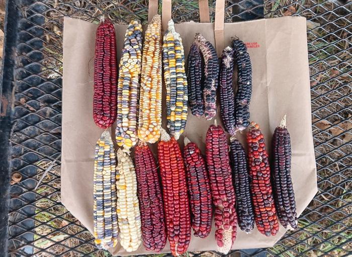 Corn