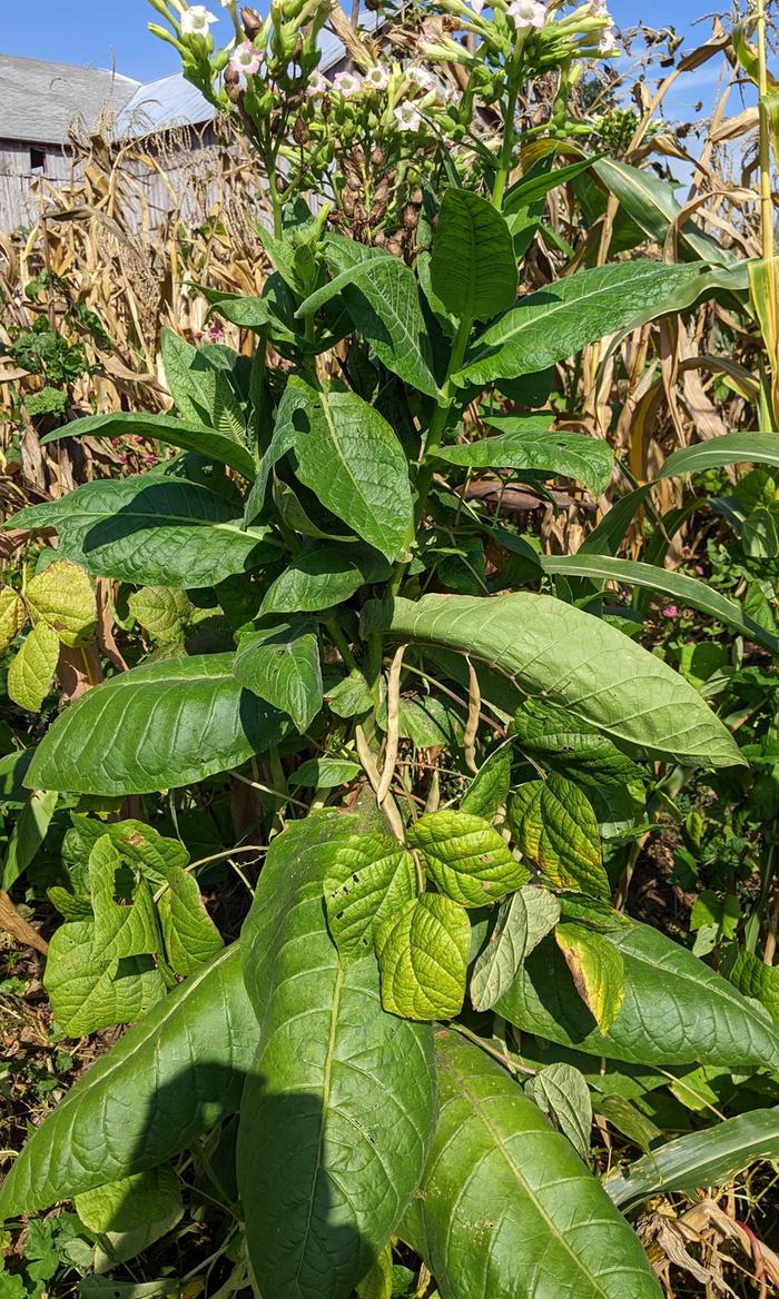 Tobacco