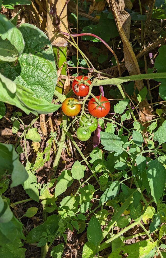 Tomato